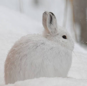 Meet your Posher, Page